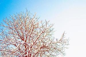 foresta invernale ghiacciata con alberi innevati. foto