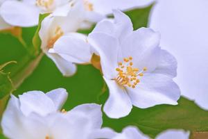 gelsomino bianco il ramo fiori primaverili delicati foto