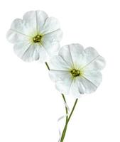 fiori di petunia isolati su sfondo bianco foto