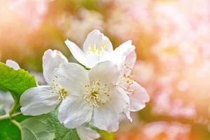 gelsomino bianco il ramo fiori primaverili delicati foto