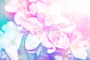 paesaggio primaverile con fiori colorati gelsomino delicato foto