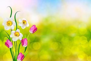 fiori primaverili luminosi e colorati narcisi e tulipani foto