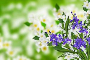 fiori di gelsomino, iris e mughetto foto