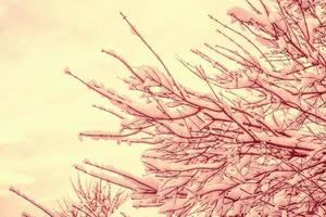 foresta invernale ghiacciata con alberi innevati. foto