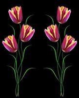 fiori tulipani isolati su sfondo nero. foto
