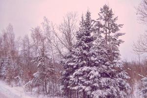 foresta invernale ghiacciata con alberi innevati. foto