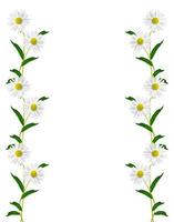 margherite fiore estivo isolato su sfondo bianco foto