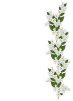ramo di fiori di gelsomino isolati su sfondo bianco foto