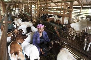 un contadino positivo è felice tra i suoi animali domestici. un contadino maschio in una fattoria di capre sorride mentre guarda le capre nella fattoria. foto
