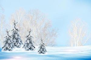 foresta d'inverno. paesaggio invernale. foto