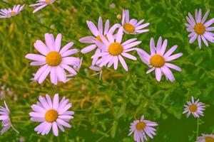 fiori di margherita bianchi luminosi su uno sfondo del paesaggio estivo. foto