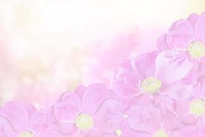 delicati fiori di roseto selvatico foto