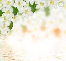 fiore di gelsomino bianco. foto