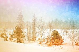 foresta invernale ghiacciata con alberi innevati. foto