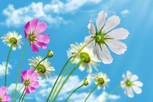 fiori di margherita su sfondo blu cielo foto