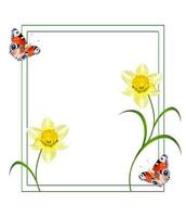 fiori di primavera narciso isolato su sfondo bianco foto