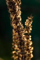 pianta fiorita secca ai raggi del sole al tramonto in una fotografia macro di una giornata autunnale. fiore secco in controluce su una foto ravvicinata di una sera d'estate. pianta da giardino in legno morto alla luce del sole.