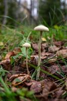 due funghi velenosi su una fotografia macro gambo molto sottile che cresce in foglie secche. famiglia di funghi su una gamba sottile con un cappello giallo in primo piano nella foresta autunnale. foto