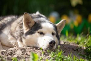 divertente ritratto di una femmina di husky siberiano sdraiata a terra in una giornata estiva. un cane domestico giace sulla sabbia in giardino in una giornata di sole. foto