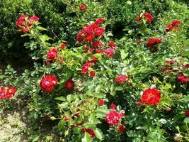 Rose rosse. fiori affascinanti foto