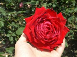 una rosa rossa. il fiore inizia ad appassire con il calore foto