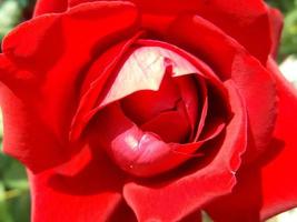 una rosa rossa. un bel fiore foto