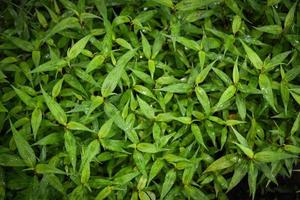 natura verde foglia sfondo, albero cresce coriandolo vietnamita erba e verdura, menta vietnamita nel giardino foto