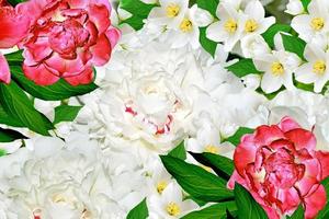 fiori primaverili peonie e gelsomino foto