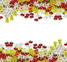 fiori isolati su sfondo bianco foto