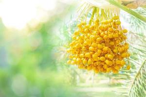 primo piano barhi datteri frutti gialli phoenix dactylifera sui grappoli nel giardino di frutta biologica per la raccolta foto