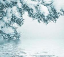 sfondo sfocato di natale. alberi nella neve. foresta d'inverno foto