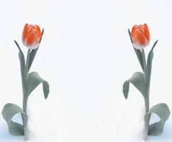 tulipano fiore che cresce nella neve all'inizio della primavera giardino foto