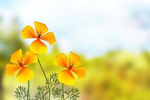 bellissimi fiori colorati eschscholzia sullo sfondo del paesaggio estivo. foto