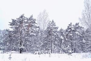 foresta nel gelo. paesaggio invernale. alberi innevati. foto