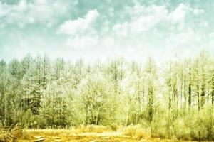 sfondo sfocato di natale. alberi nella neve. foto