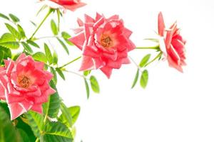 rose bocciolo di fiori su sfondo bianco foto