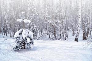 foresta nel gelo. paesaggio invernale. alberi innevati. foto