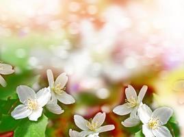 gelsomino bianco. il ramo delicati fiori primaverili foto