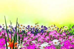 fiori e campane della margherita di campo foto