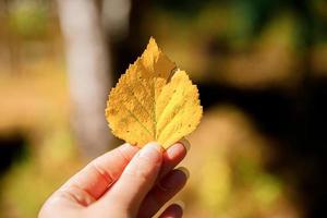 primo piano naturale autunno autunno vista donna mani che tengono foglia gialla su sfondo scuro del parco. carta da parati ispiratrice di ottobre o settembre. concetto di cambio di stagione. foto