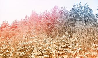 sfondo sfocato di natale. alberi nella neve. foresta d'inverno foto