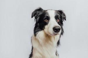 simpatico cucciolo di cane border collie con faccia buffa isolato su sfondo bianco. simpatico cane da compagnia. concetto di vita animale da compagnia. foto