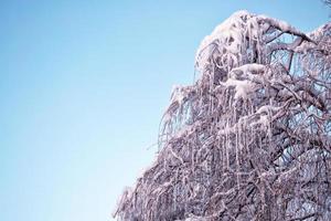 foresta invernale ghiacciata con alberi innevati. foto