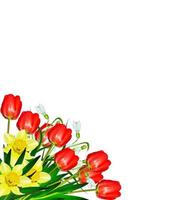 fiori tulipani e narcisi isolati su sfondo bianco foto