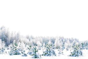 foresta invernale ghiacciata con alberi innevati. foto