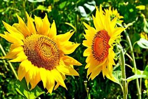 bellissimo campo di girasoli in estate foto