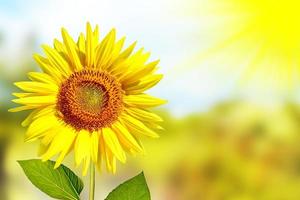 bellissimo campo di girasoli in estate. fiori gialli foto