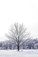 foresta invernale con alberi innevati. foto