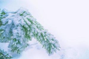 foresta invernale ghiacciata con alberi innevati. foto