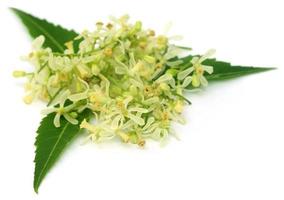 foglie e fiori di neem medicinali